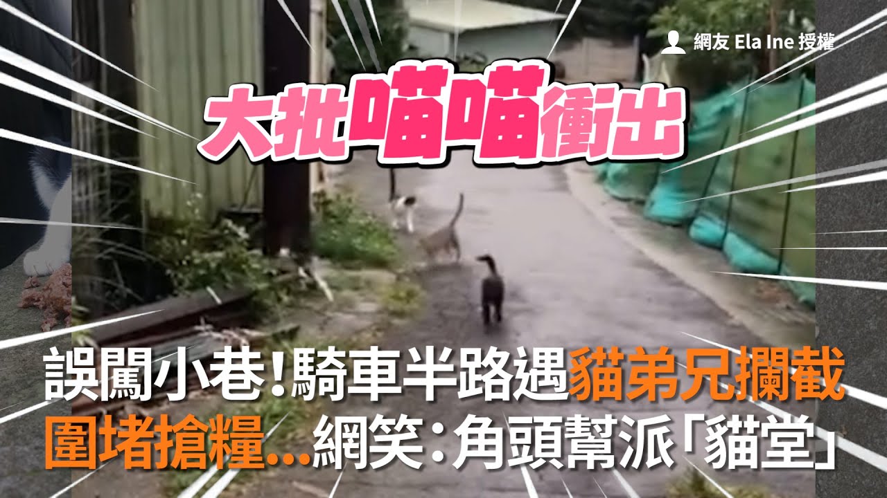 誤闖小巷！騎車半路遇貓弟兄攔截 圍堵搶糧...網笑：角頭幫派「貓堂」│寵物│貓咪｜猫｜ねこ│Pet│Cat│Kitten