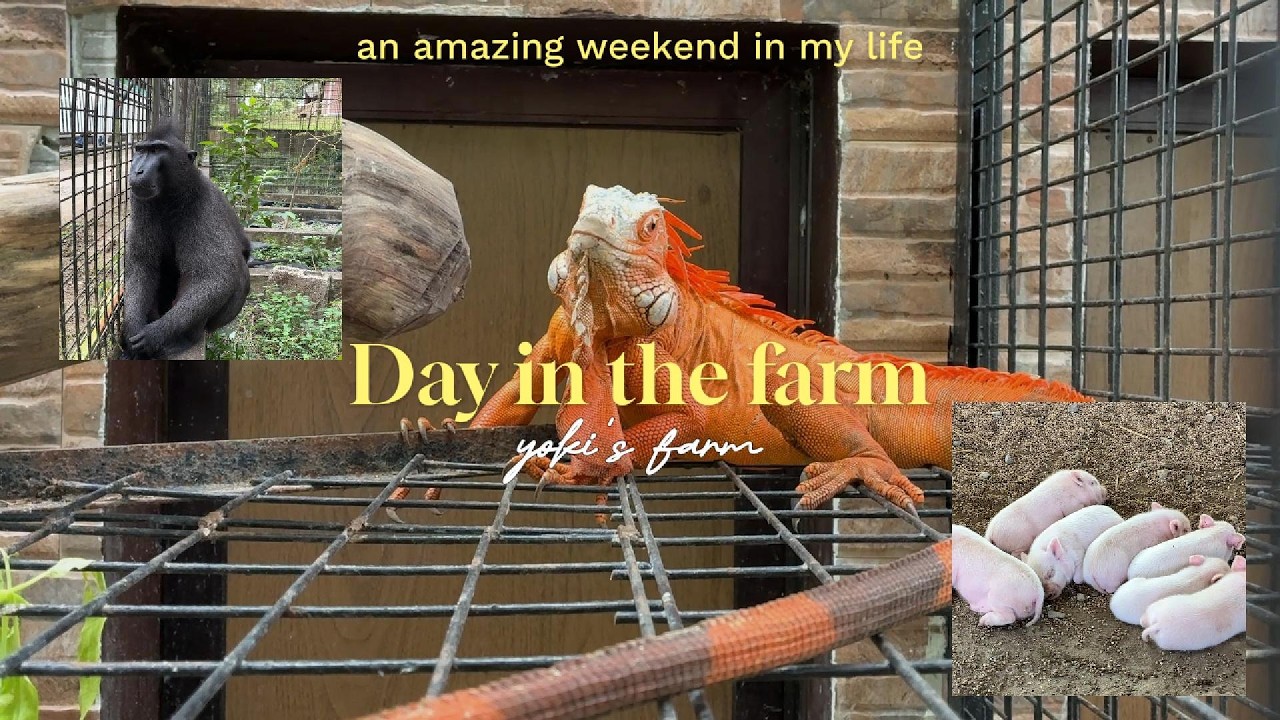 Stepping Outside the Studio 🌿 | Cozy Farm Visit I Yoki's farm tagaytay