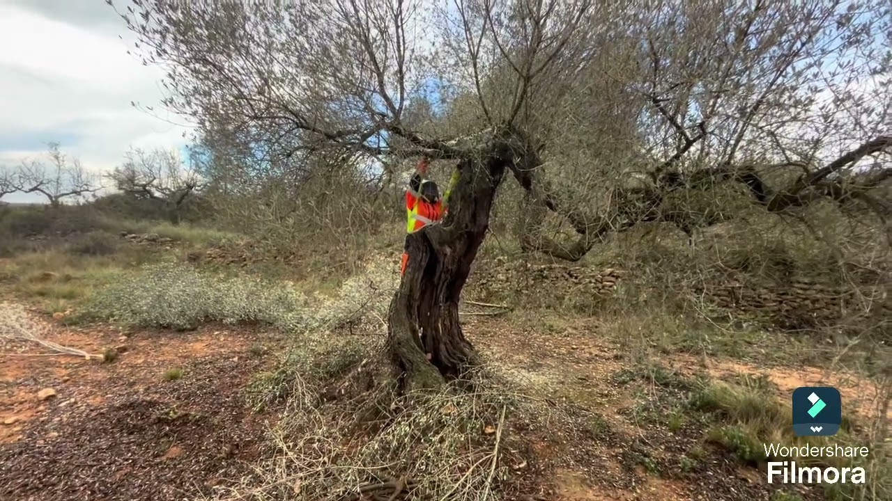 Poda olivo 🪚🌳 Jaén en Castellón 💚