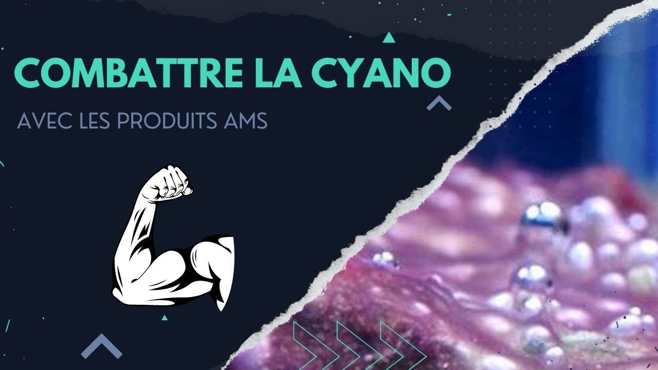 Comment combattre la cyanobacterie ? avec AMS ( récifal)