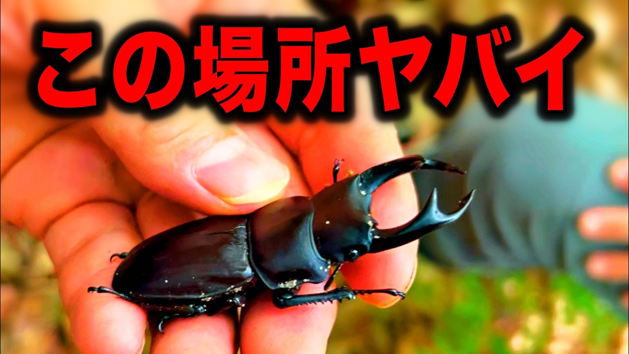 恐ろしいほどクワガタがいるヤバイ場所