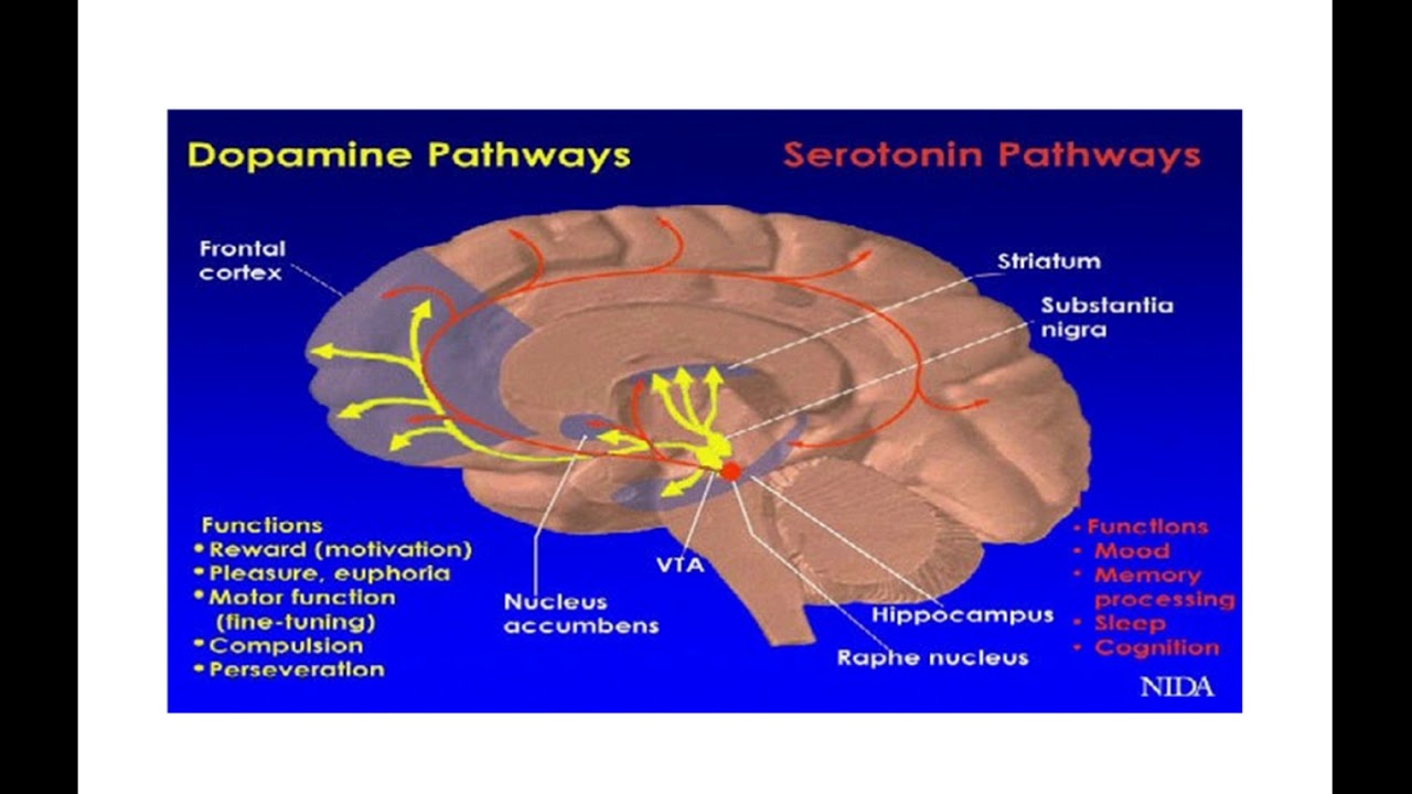 Pharmacogenetics in Psychiatry