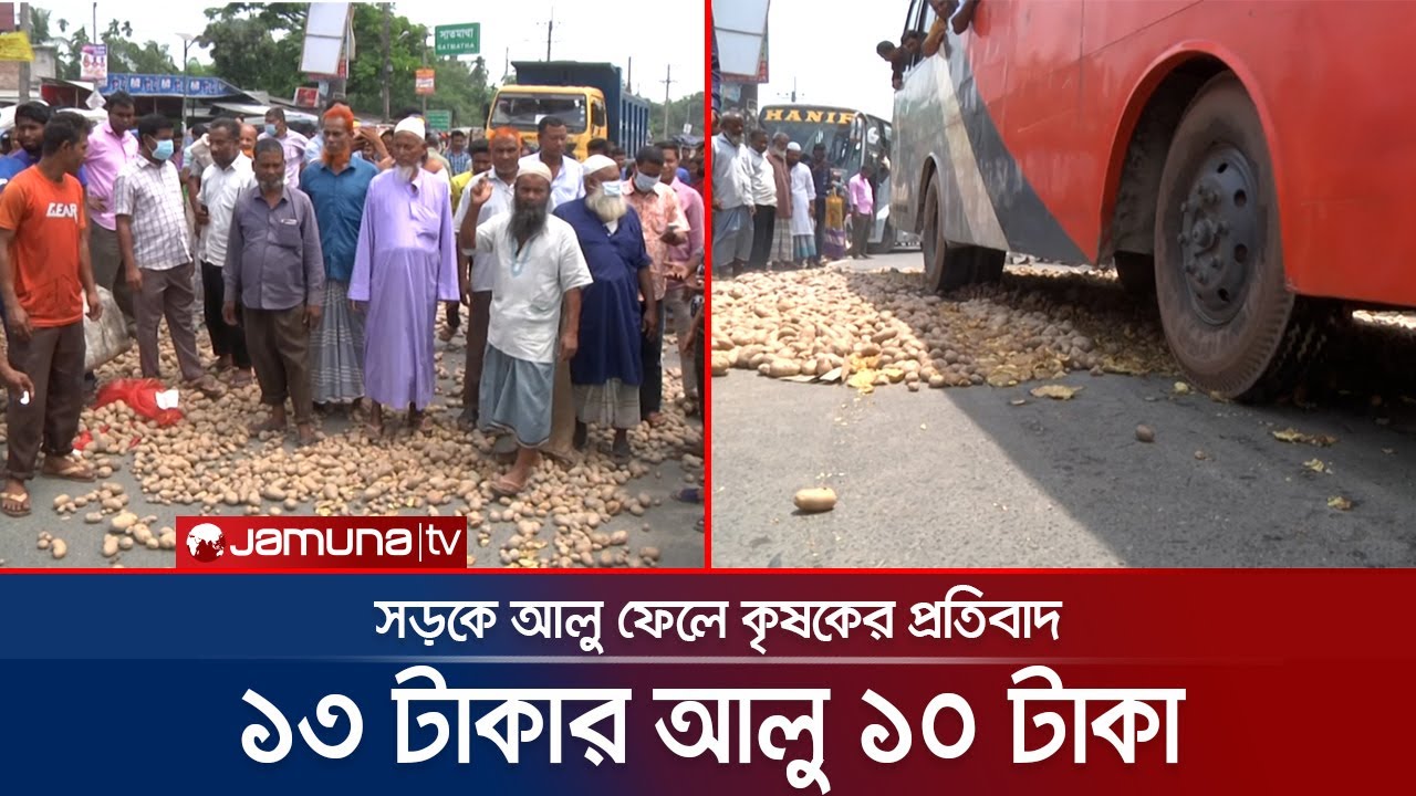 আলুর বাম্পার ফলনই গলার কাটা, কৃষকের মাথায় হাত | Rangpur Farmer