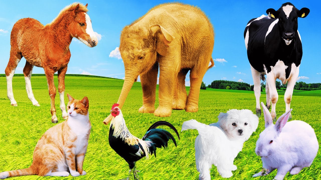 Lovely Animal Moments: Elephant, Horse, Cat, Rabbit, Goat, Puppy, Cow, Chick - Farm Animal
