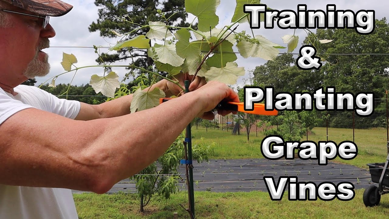 Training And Planting Grape Vines