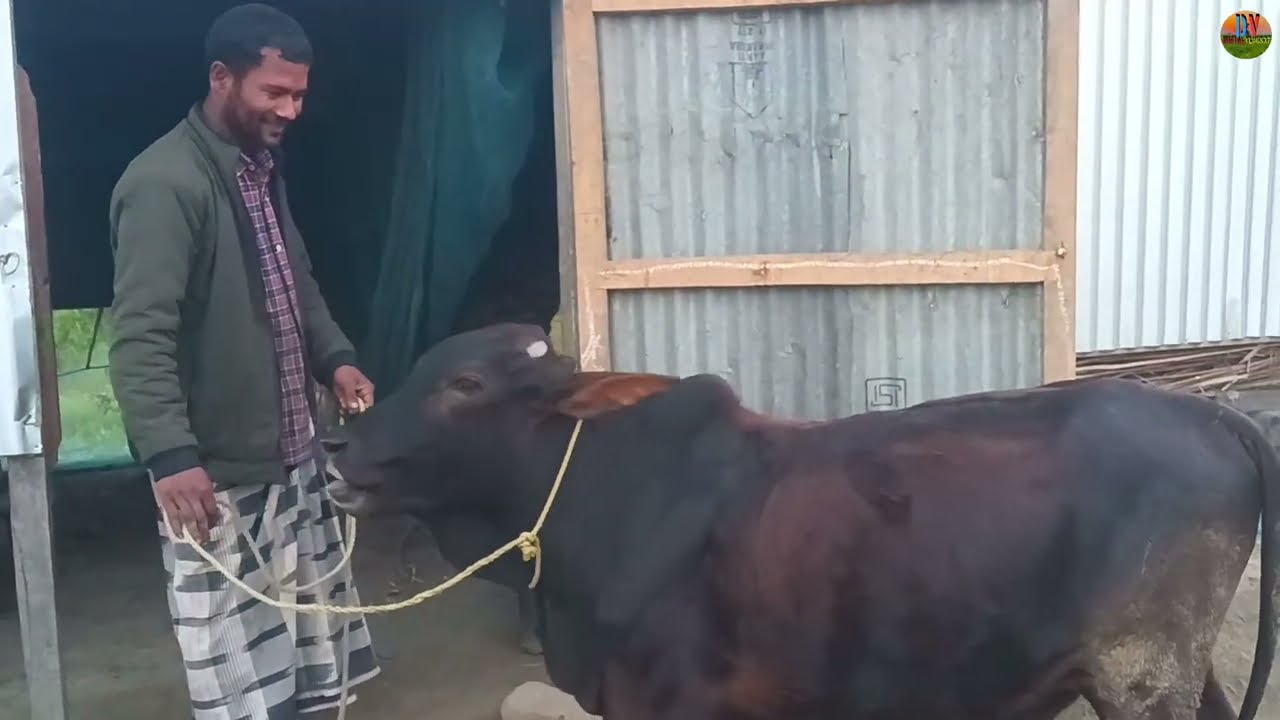 আমির ভাইয়ের শিক্ষিত গরু না দেখলে বুঝবেন না||Digital Vlogs37 