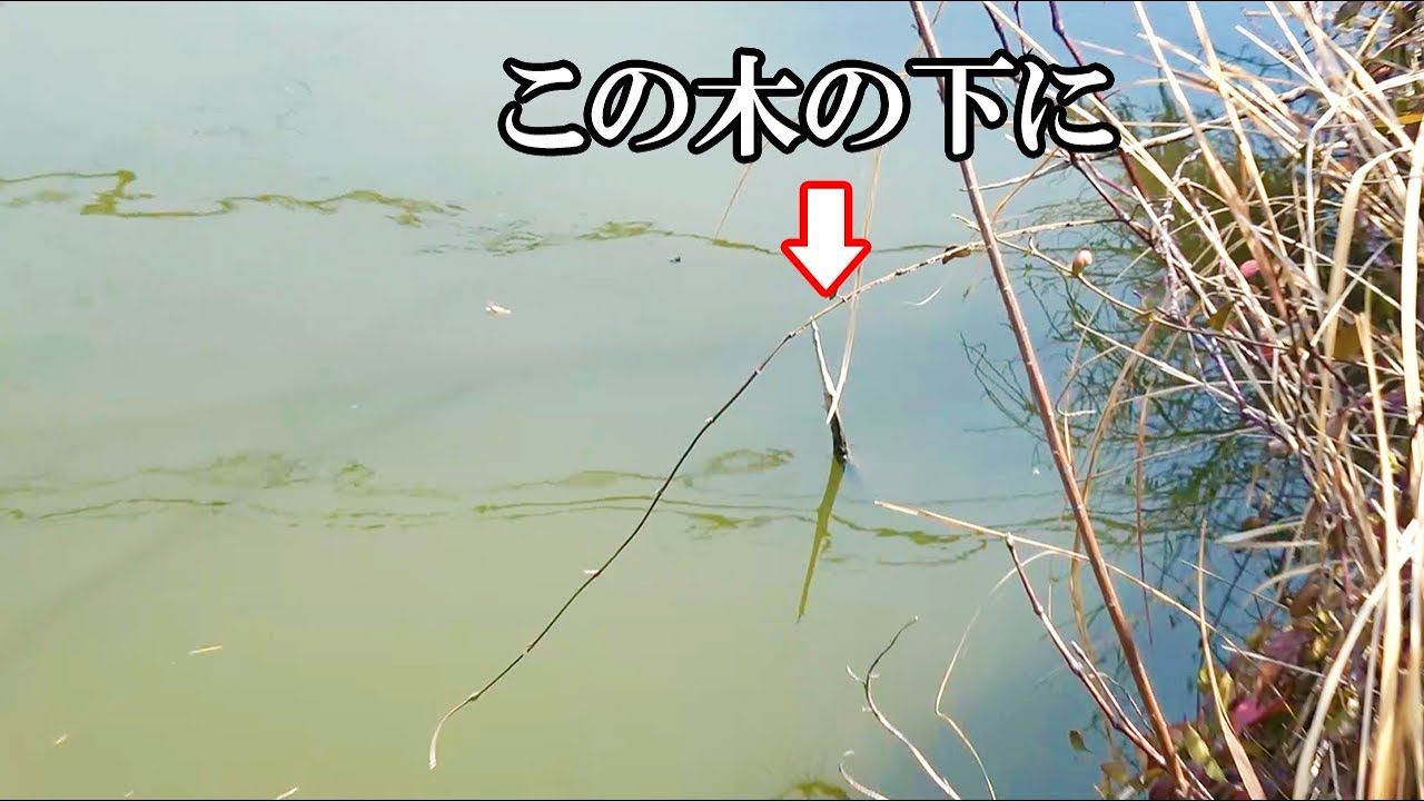 水に沈んだ木にルアーを落としてみたら！