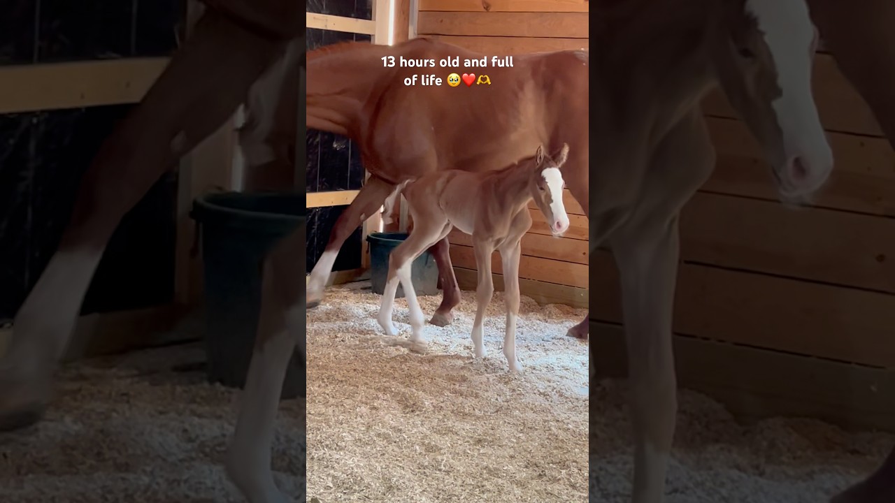A perfect healthy colt ❤️sweet Ana did perfect delivering and loves him❤️#horse #foal  #equestrian