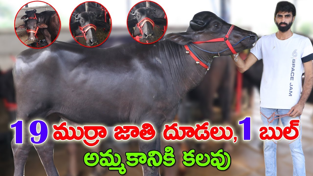 19 Murra Calfs 1 Bull For Sale | Haryana calfs Murra Breed|19 దూడలు ,1 బుల్ అమ్మకానికి కలవు | CBNews