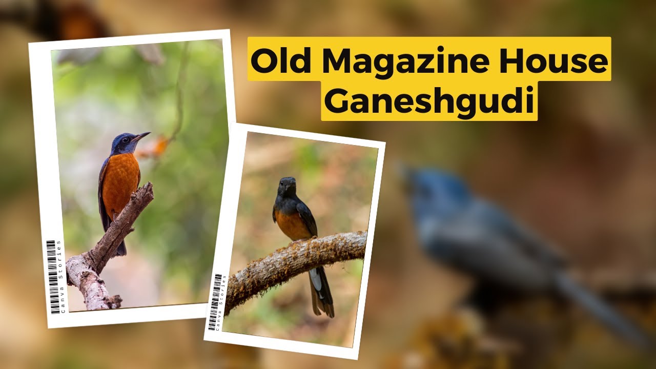 A Complete Guide to Old Magazine House, Dandeli - Accommodation, Dining, and Birding Experiences