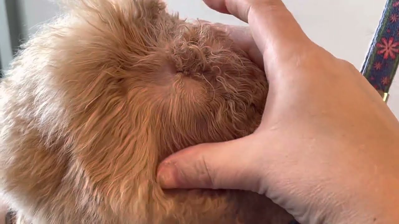 Ear plucking - what you need to know