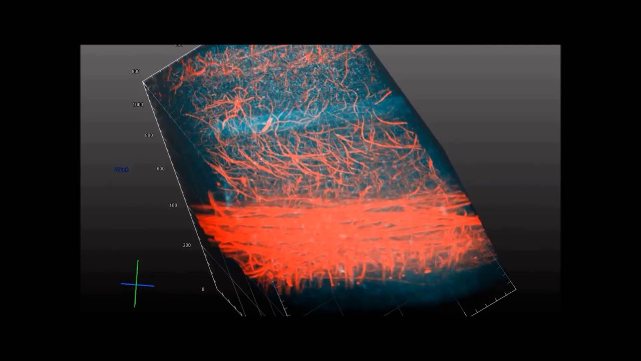 ACT-PRESTO: Rapid and consistent tissue clearing and labeling method for 3-dimensional (3D) imaging