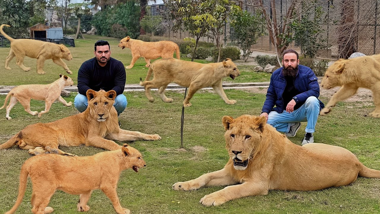 Faisal Nay Gussay May Saary Sher Khol Diye 🦁😲
