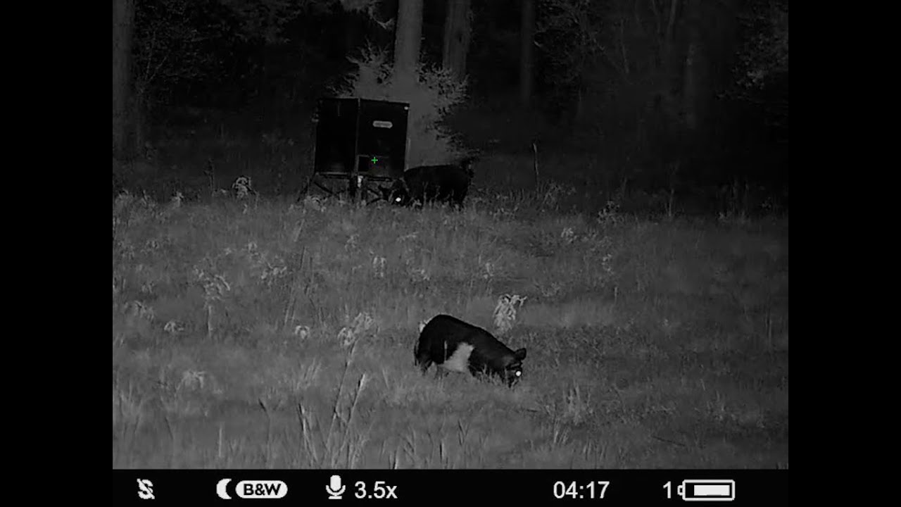 Most Popular Digital Night Vision | Pulsar Digex C50 | Full Review, Videos, Details, Menu System.