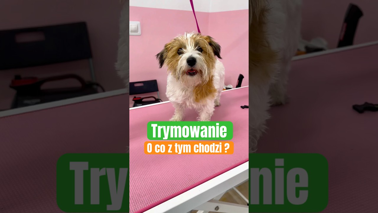 Mamy tu fan&oacute;w trymowania ? Pielęgnacja JRT