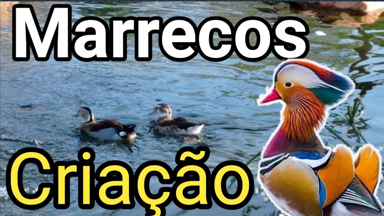 Marrecos