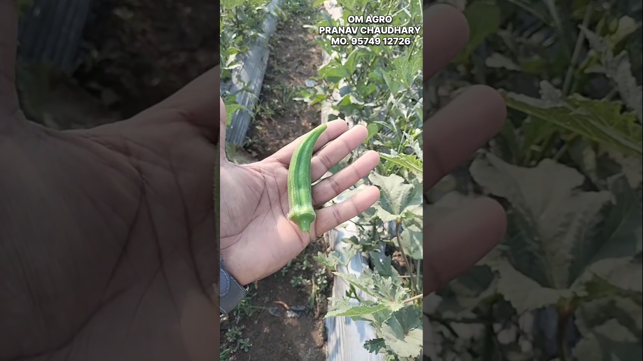 મોટા થઈ જતા ભીંડા... 