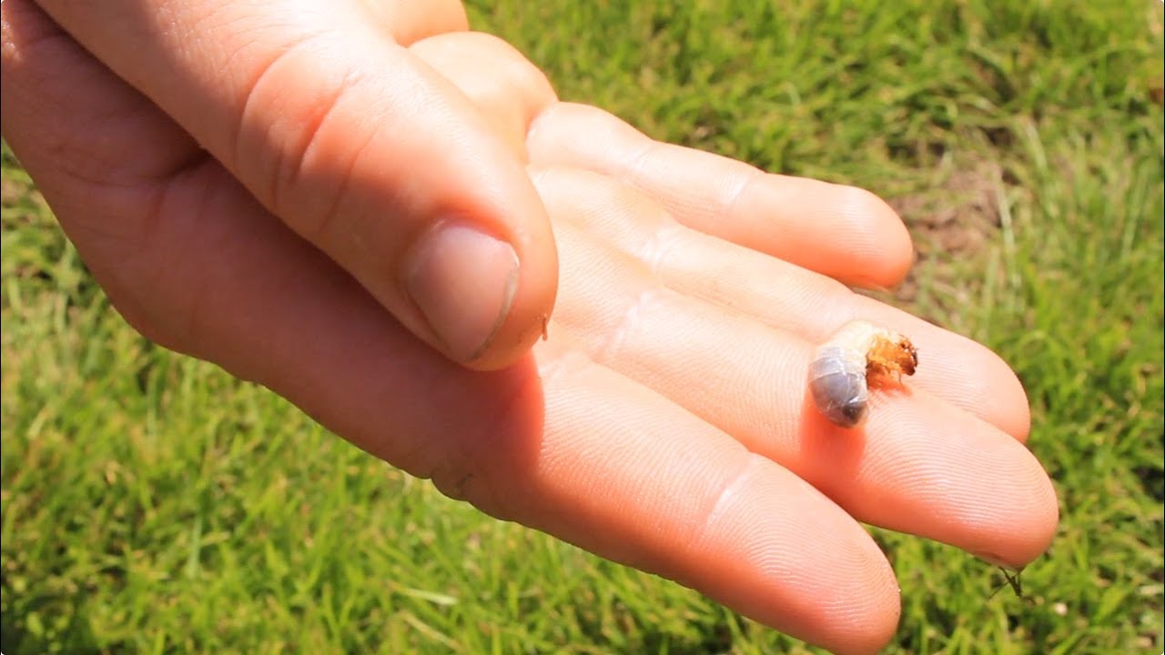 How to check your lawn if you think you have lawn grubs