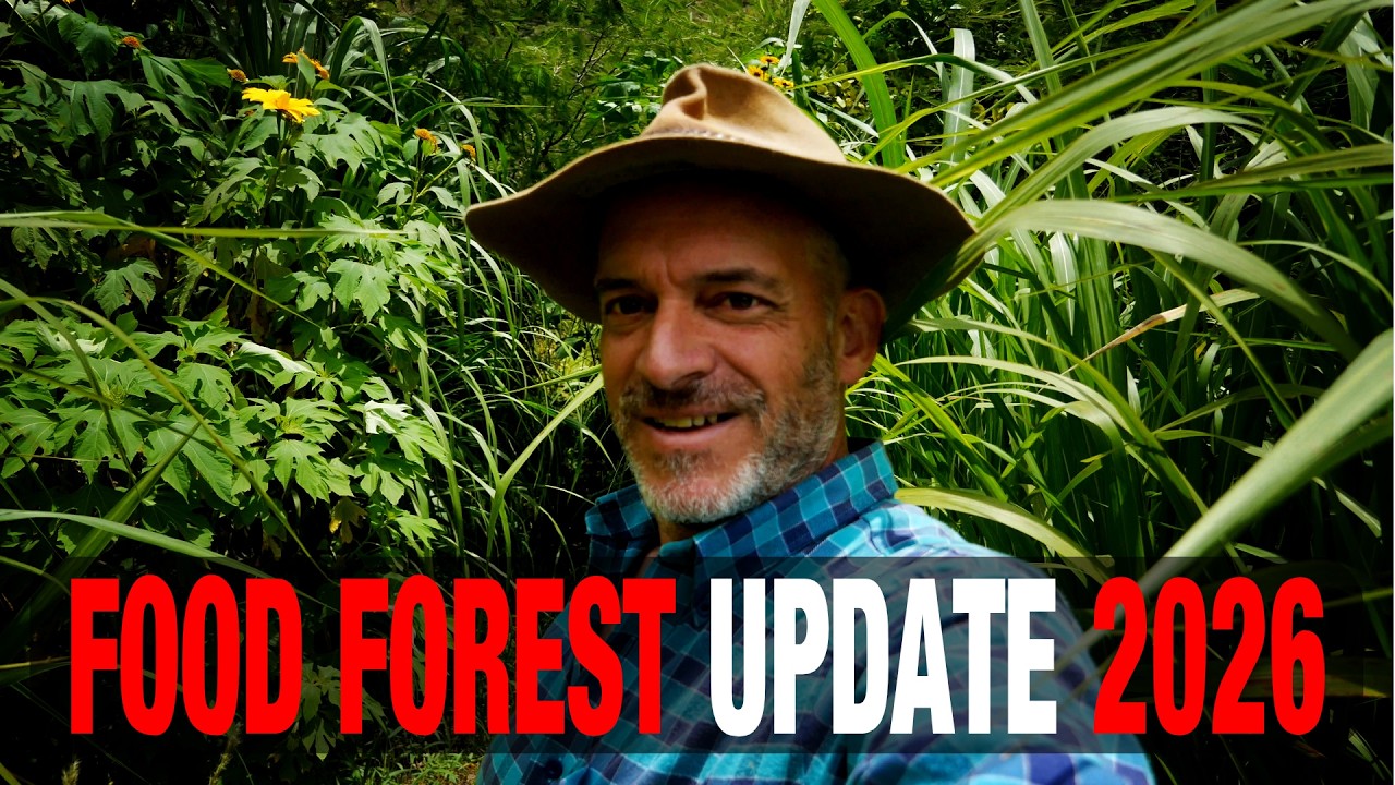 January 2026 Peruvian Food Forest Update