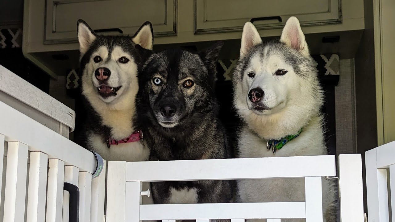 The Dogs DO NOT Want to Leave!