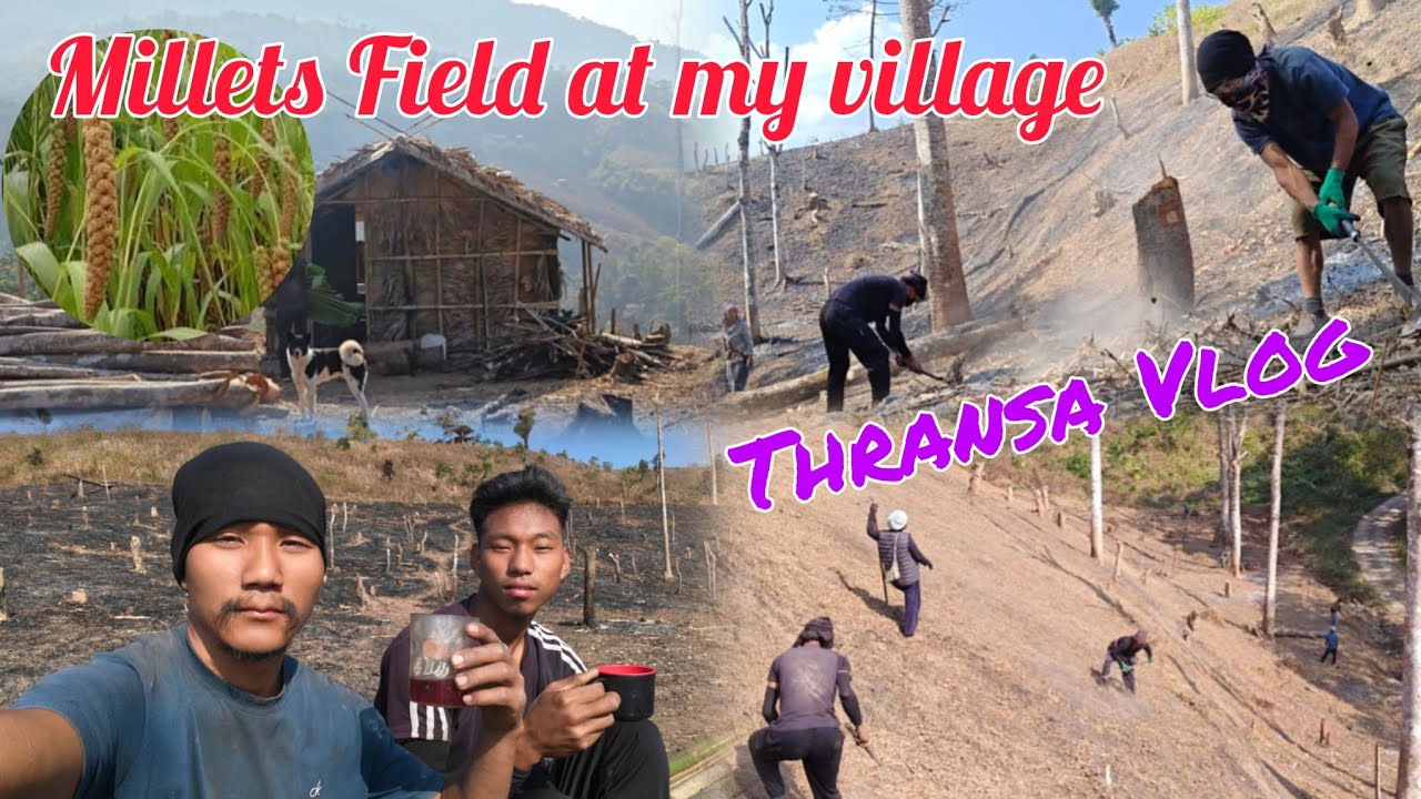 Jhum Cultivation in village #millets #field (Thransa) Vlog 