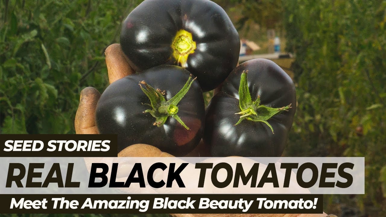 SEED STORIES | Real BLACK Tomatoes: Meet The Amazing Black Beauty Tomato!