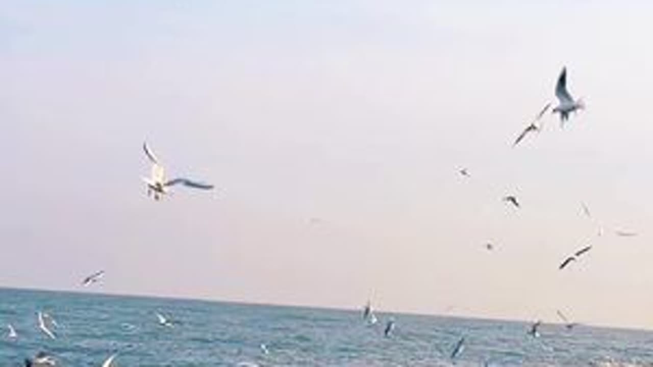 去海边赴约这个冬天落日归山海……#去有风的地方看海鸥飞翔 #这是冬天海边的颜色 #去看可以治愈一切的大海 #看海可以治愈一切 #等风来不如去有风的地方