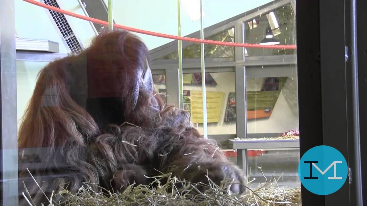 Meet the Indy Zoo's New Orangutans