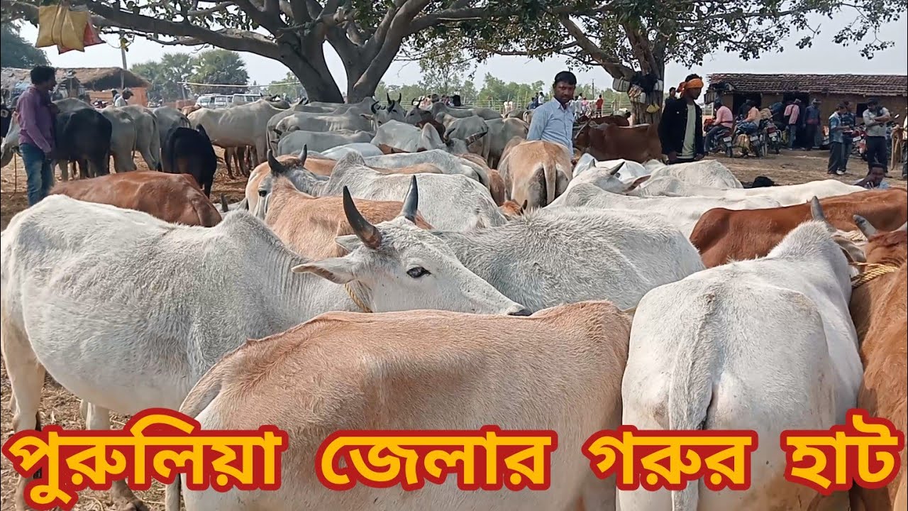 তালতল দেশি গরুর হাট।।Taltol desi cow market।।@Mrexplorer000