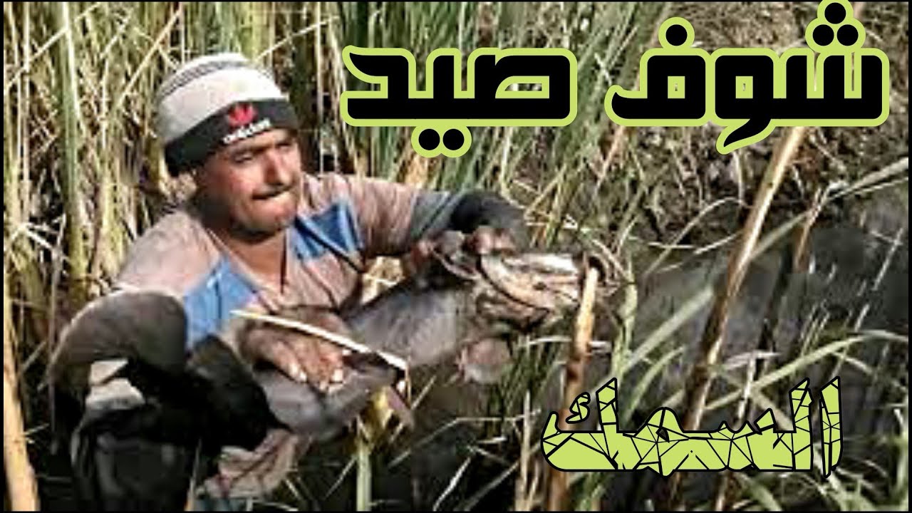 شاهد اجمل صيد سمك باليد  |  Fishing by hand