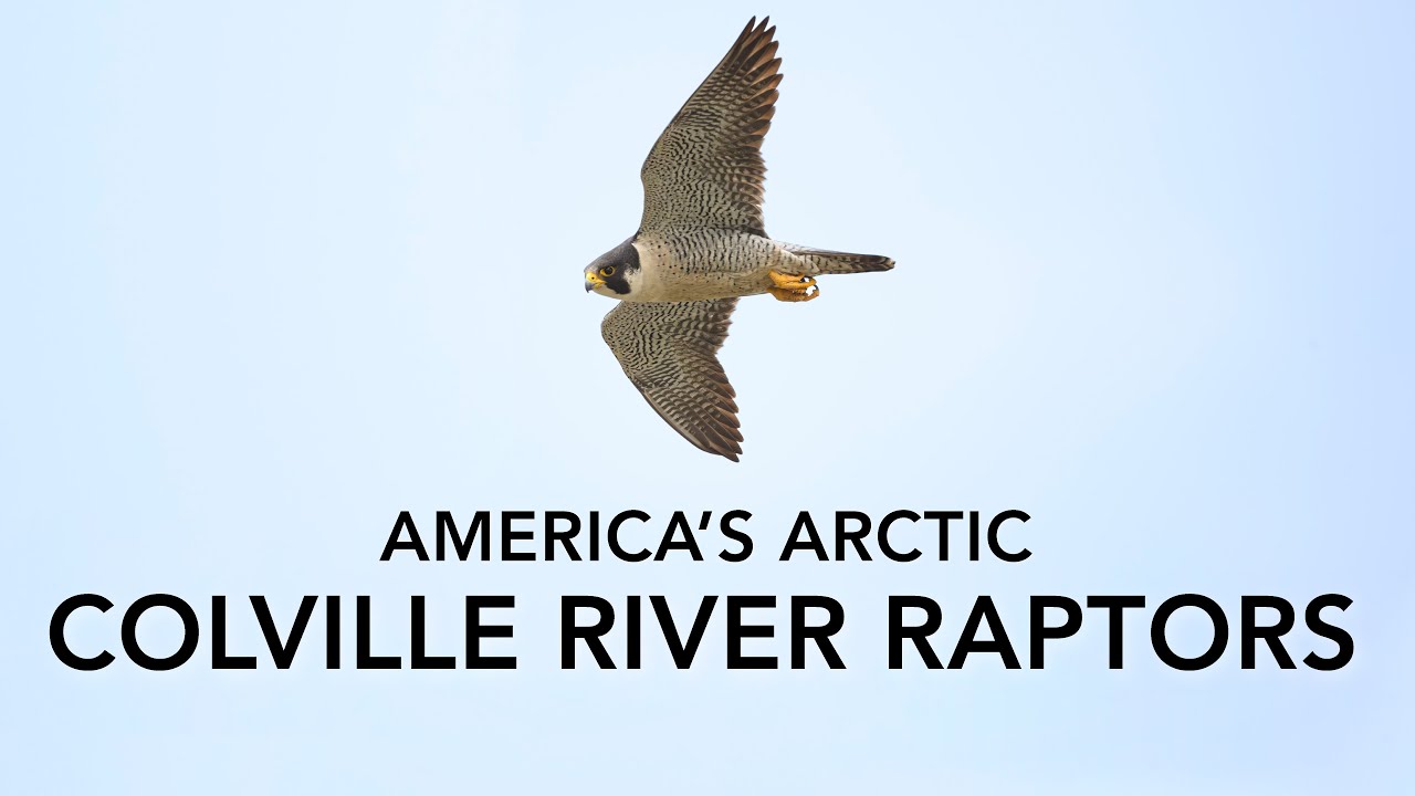 America's Arctic: Colville River Raptors