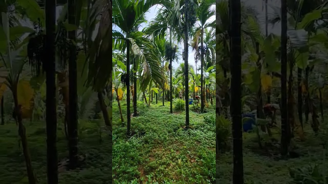 #farming #arecanutfarming Areca #arecapalm