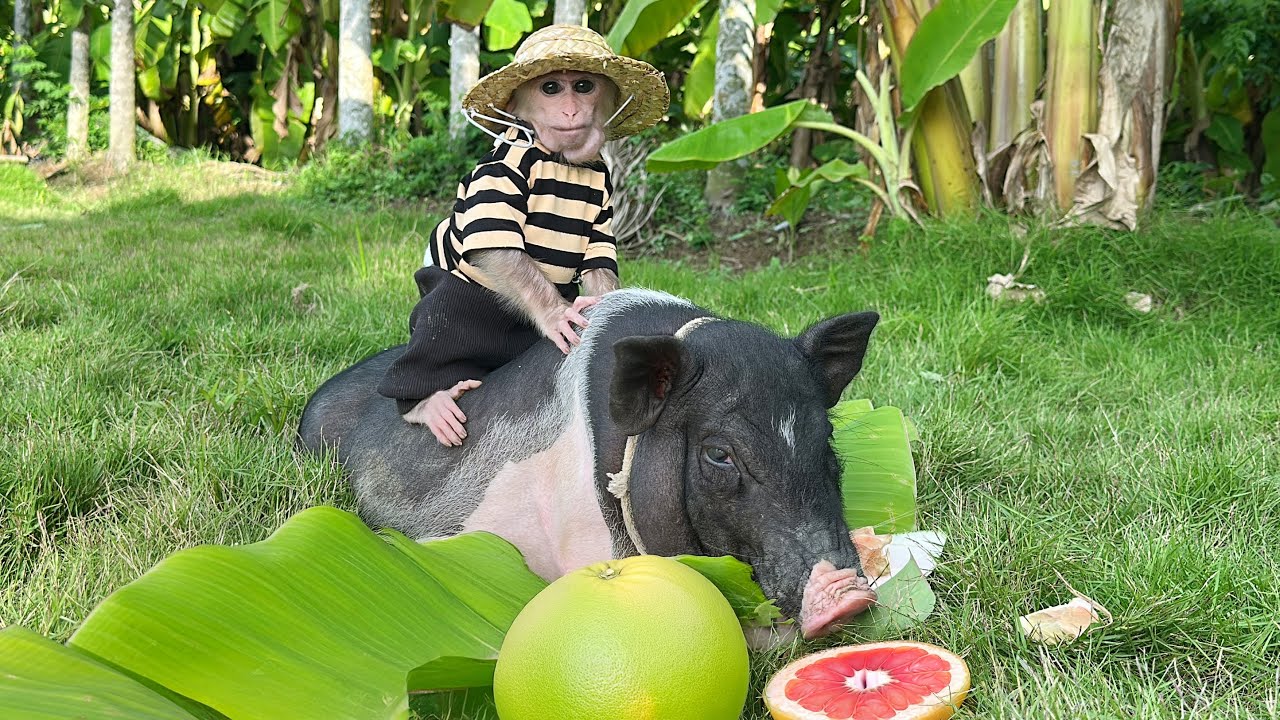 Dad takes care of baby monkey Annie and pig