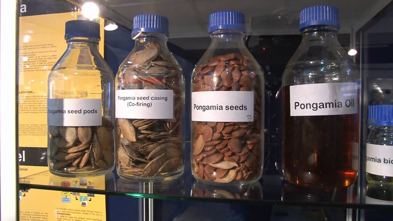 Avalon Airshow 2011 : The Pongamia Tree and Bio-Fuels