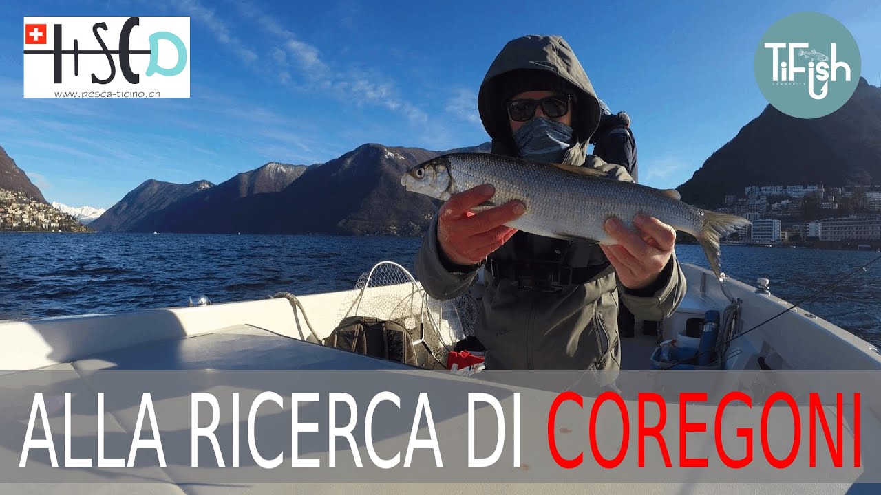 APERTURA COREGONE 2021 -  Testiamo il nuovo materiale / Pesca nel Lago di Lugano