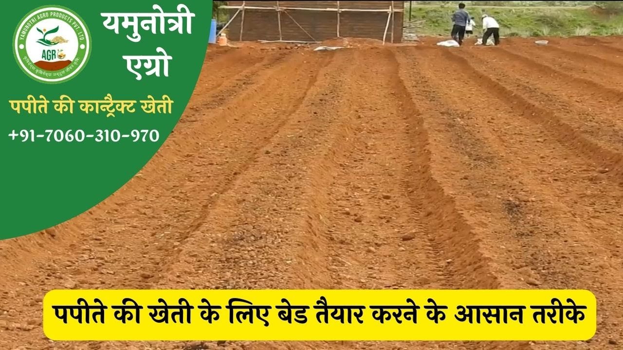 2. पपीते की खेती _पपीते की खेती के लिए बेड तैयार करने के आसान तरीके