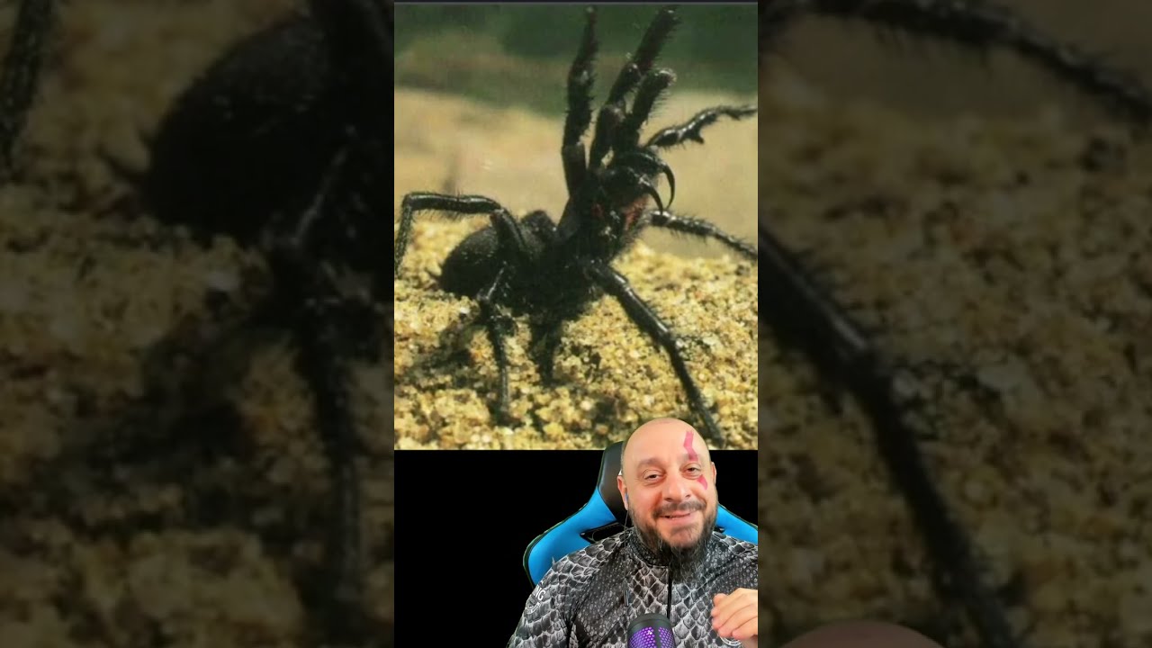 Aranha armadeira X aranha teia de funil australiana