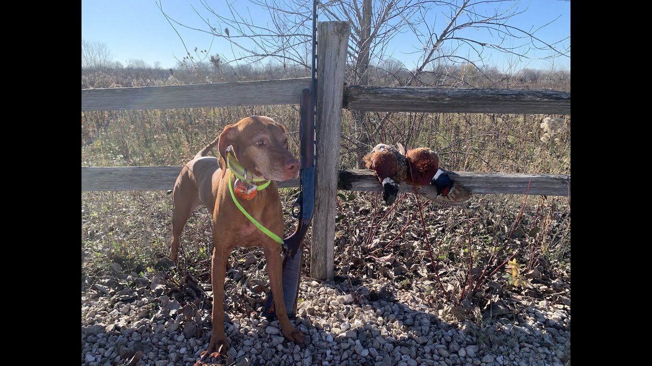 PHEASANT HUNT WITH MY .410