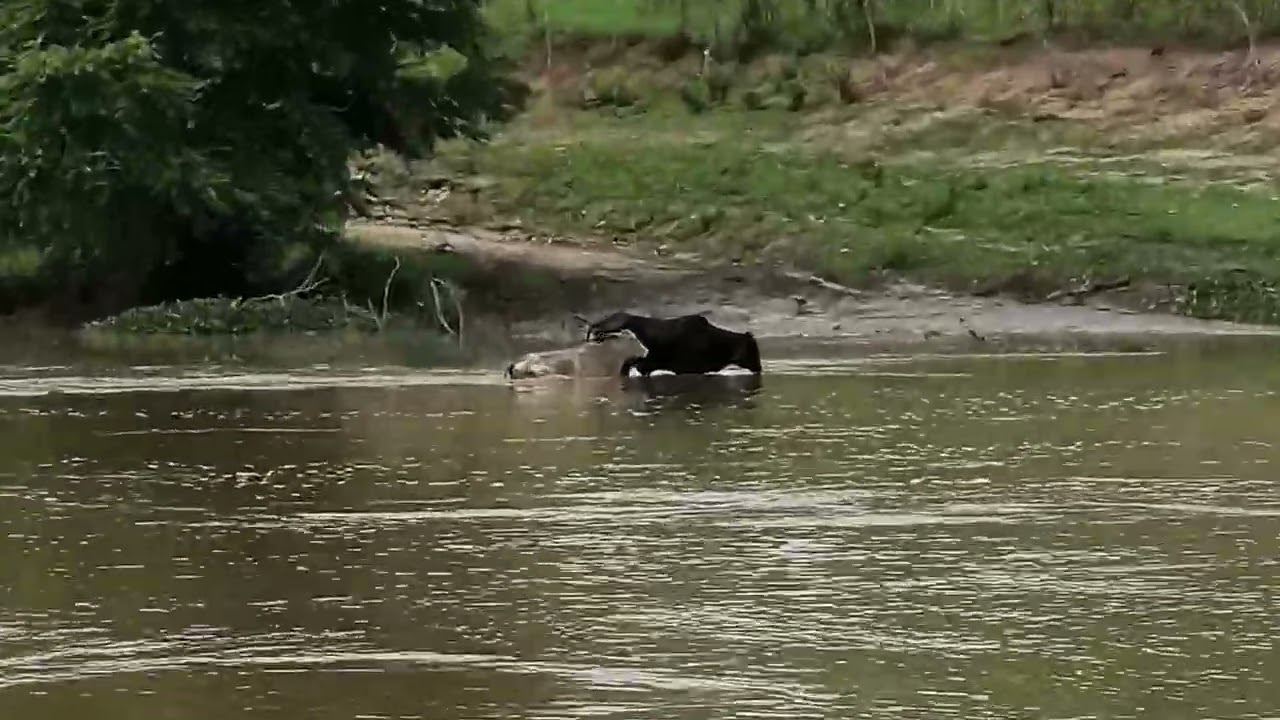 Está é uma alegria, pra nós Nordestinos  
