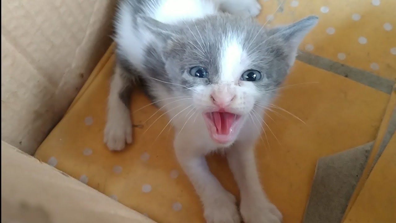 Rescue Cat Family Mother Cat And Her 3 Hissy Kittens