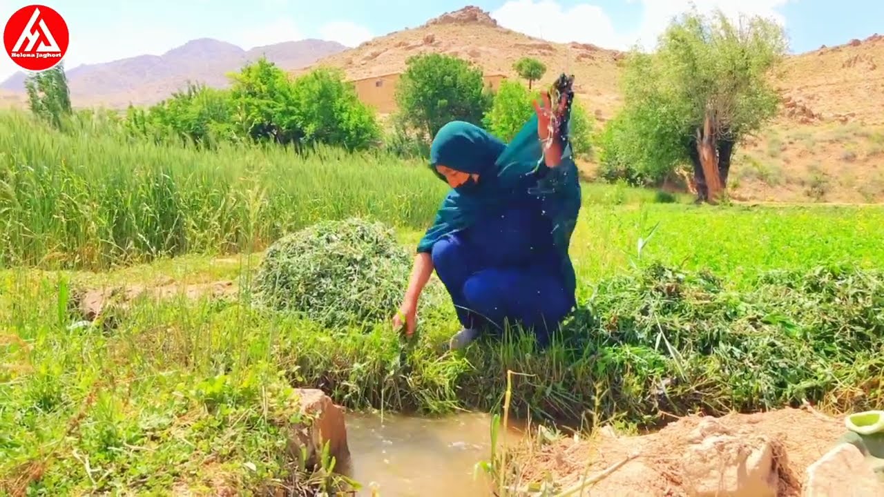 سبزی چیدن از بین جویه کچالو سبزی وطنی! #hazara  #طبیعت  #جاغوری  #هزارگی  #هزارگی  #هزارگی