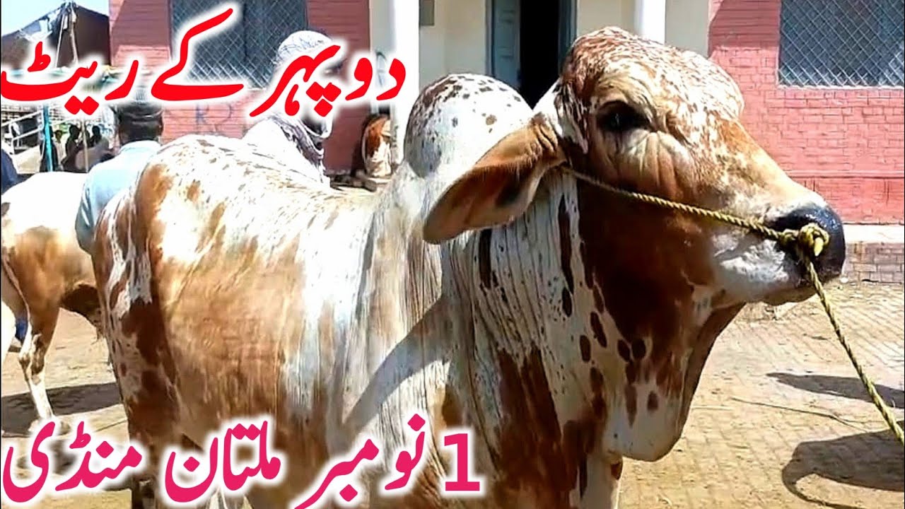 Multan Cattle Market 2025 | Latest Bull & Cow Prices | Global Village Farming