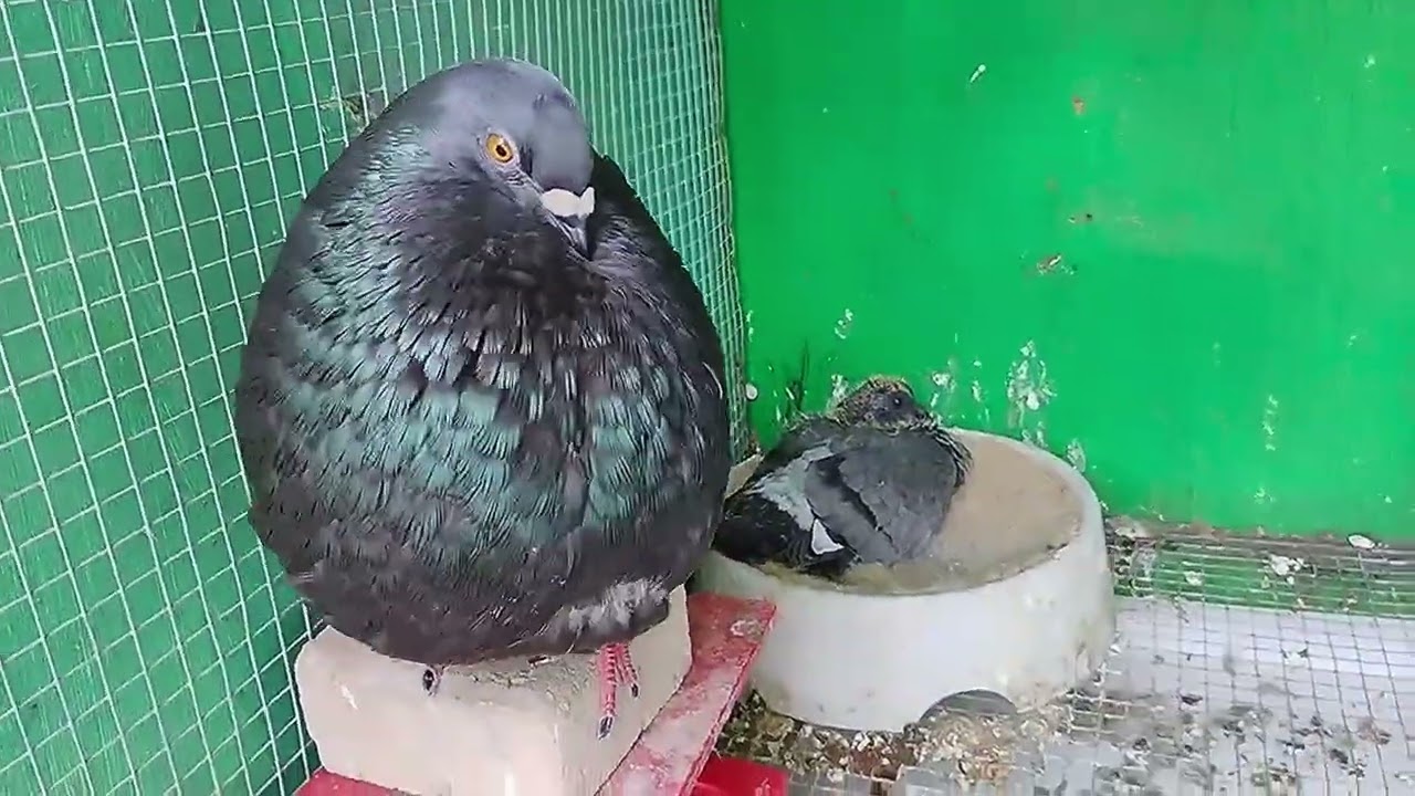 El Moro Pigeon Show. 