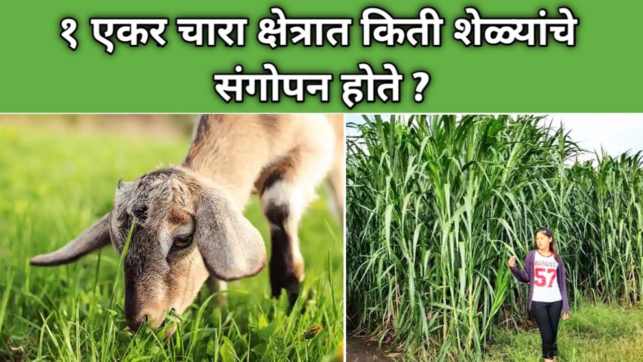 १ एकर चारा क्षेत्रात किती शेळ्यांचे संगोपन होते ? | commercial goat farming | goat food |चारा नियोजन