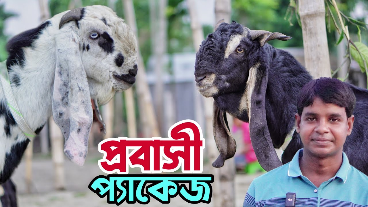 হান্নান ভাই এর প্রবাসী প্যাকেজ। বিটল হরিয়ানা ক্রস ১০টি ছাগল ও ১০০% বিটল হরিয়ানা পাঠা দিয়ে প্যাকেজ