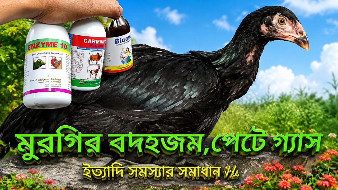 মুরগি বদহজম হলে , খাবার হজম হচ্ছে না, পেটে গ্যাস, ইত্যাদি সমস্যার সমাধান √√ #murgirkhamar