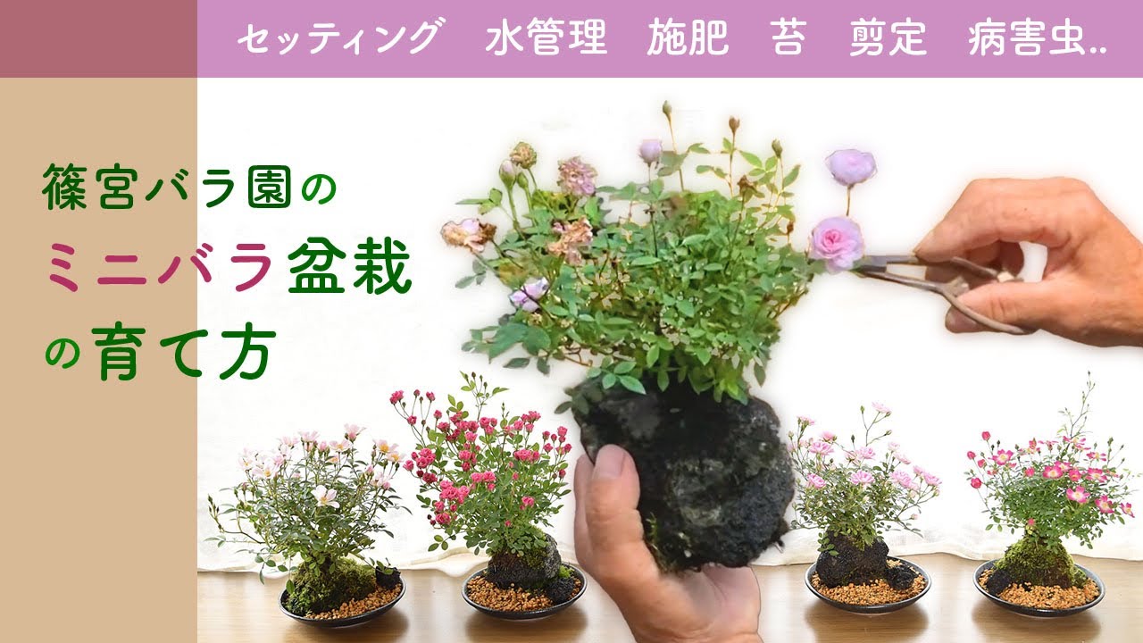 篠宮バラ園のミニバラ盆栽の育て方　日々の管理