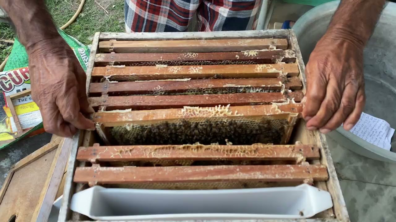 मौरीको घारमा बच्चा कुहिने रोग लाग्यो ! अब के गर्ने ? 😲 | Nepal Bee Keeping 