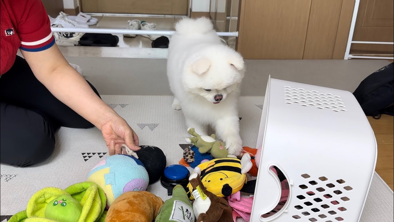 치우려는 엄마 vs 막으려는 강아지 ㅋㅋㅋㅋ