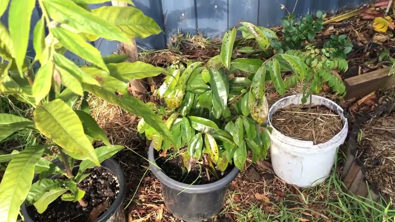 Planting some trees